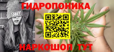 индика Кингисепп